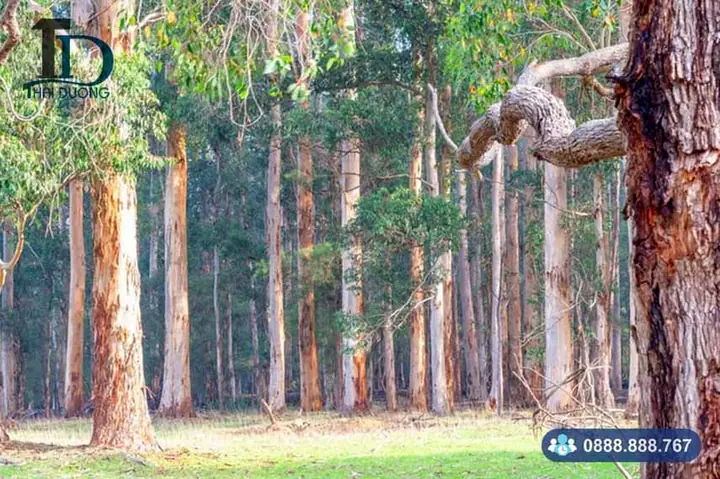 Gỗ Cây Bạch Đàn Có Tốt Không Gỗ Cây Bạch Đàn Có Tốt Không