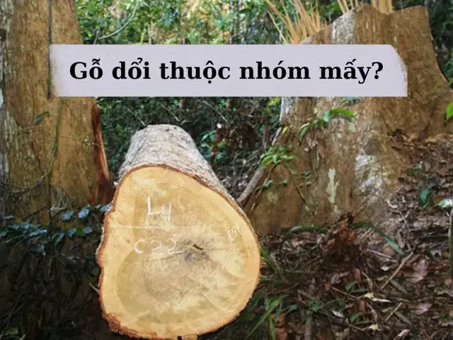 Gỗ Dổi Loại Nào Tốt Nhất Gỗ Dổi Loại Nào Tốt Nhất