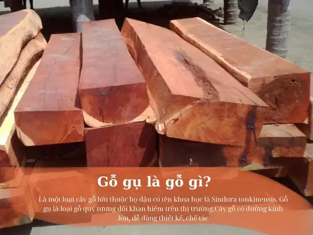 Gỗ Gụ Có Mấy Loại Gỗ Gụ Có Mấy Loại