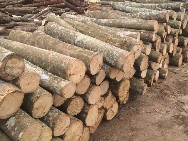 Gỗ Keo Có Mọt Không Gỗ Keo Có Mọt Không