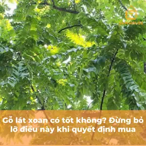 Gỗ Lát Xoan Có Tốt Không Gỗ Lát Xoan Có Tốt Không