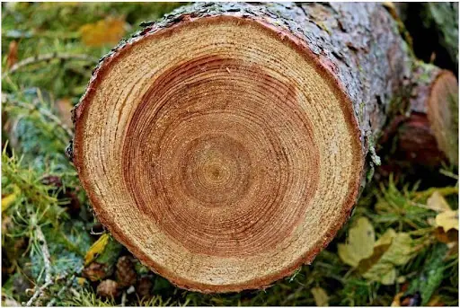 Gỗ Lát Xoan Có Tốt Không Gỗ Lát Xoan Có Tốt Không