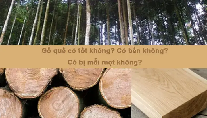 Gỗ Quế Có Tốt Không Gỗ Quế Có Tốt Không