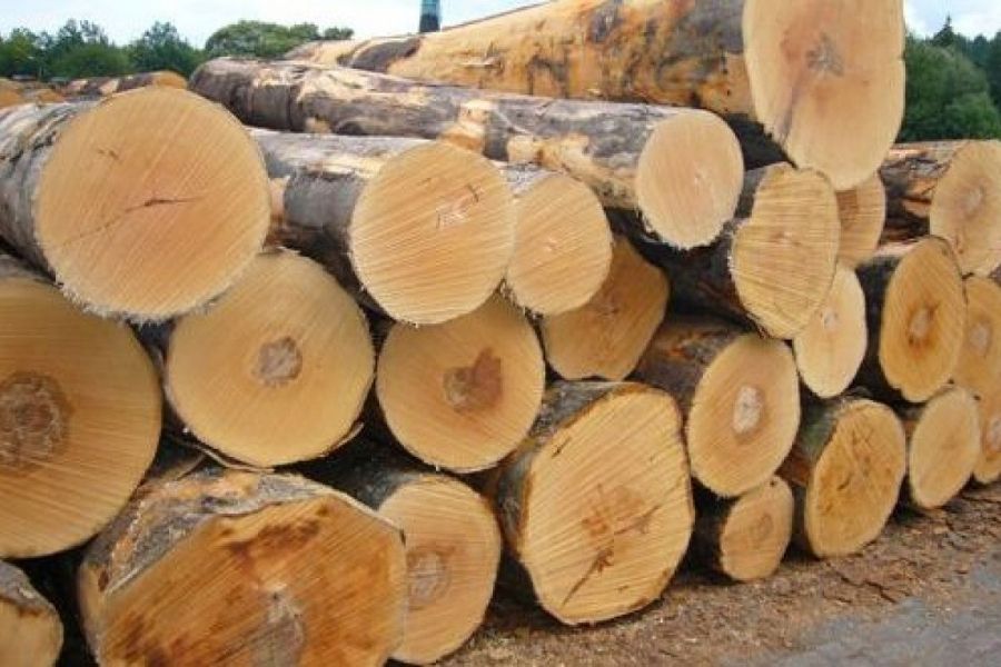 gỗ sồi thuộc nhóm mấy