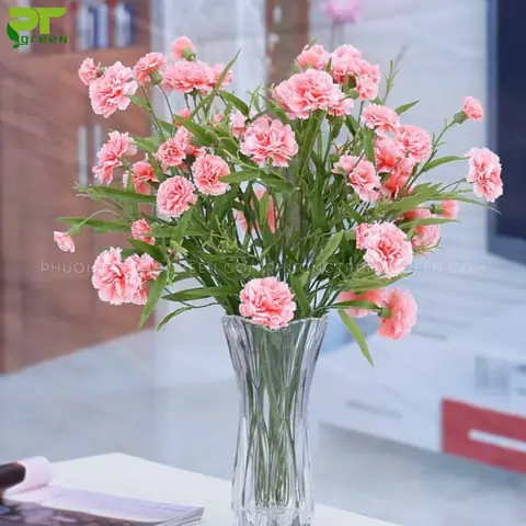 Hoa Chưng Tết Lâu Tàn Hoa Chưng Tết Lâu Tàn