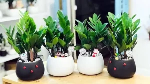 Hoa Để Bàn Uống Nước Ngày Tết