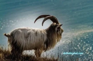 Lộ Bàng Thổ Tân Mùi