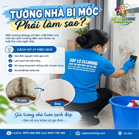 Nhà Bị Mốc Phải Làm Sao Nhà Bị Mốc Phải Làm Sao