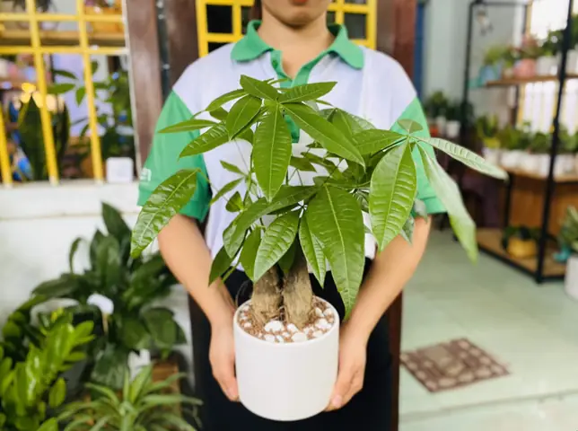Nhung Loai Cay Mang Tai Loc Vao Nha Nhung Loai Cay Mang Tai Loc Vao Nha