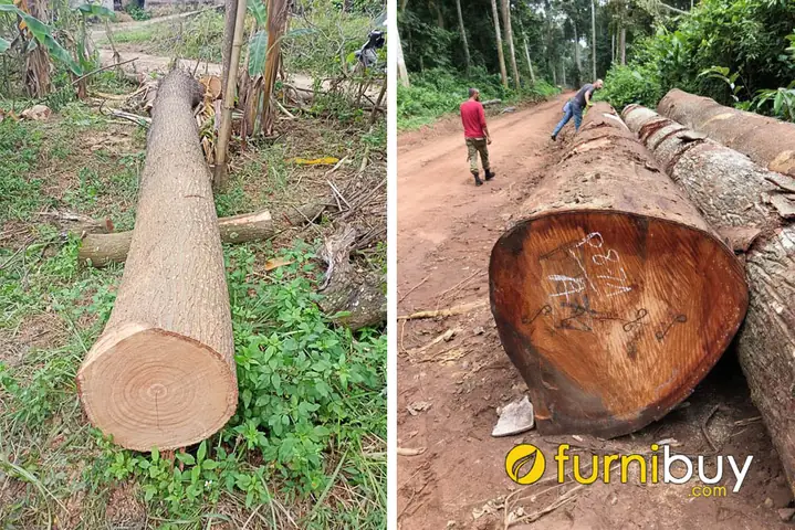 Phân Biệt Gỗ Xoan Đào Và Xoan Ta