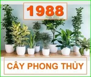 Sinh Năm 1988 Hợp Cây Phong Thủy Gì