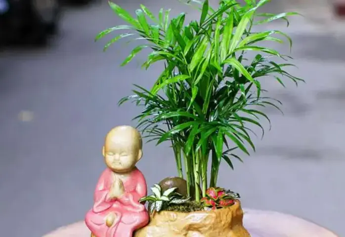 Sinh Năm 1988 Hợp Cây Phong Thủy Gì Sinh Năm 1988 Hợp Cây Phong Thủy Gì