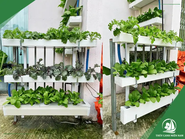 Trồng Cây Trên Ban Công Trồng Cây Trên Ban Công