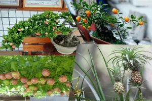 Trồng Cây Trên Ban Công